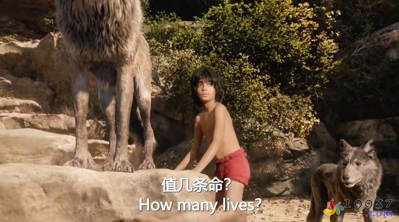 图片[2]-《奇幻森林 The Jungle Book》[2016][英语原音][中英文字幕][720P][MP4]-宝贝教育资源